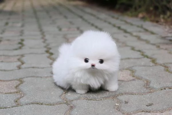 cuccioli di spitz di pomerania