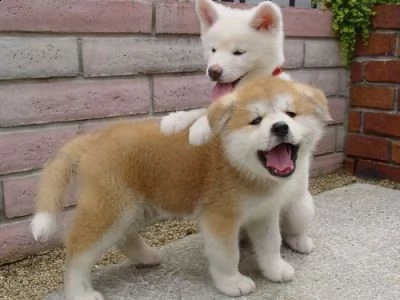 regalo due cuccioli di shiba inu per l'adozione
