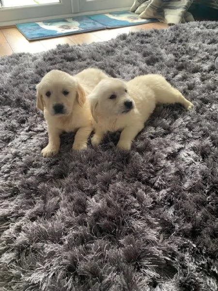 regalo cuccioli di golden retriver