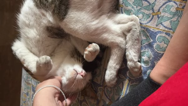 Gatto dolcissimo cerca casa! | Foto 2