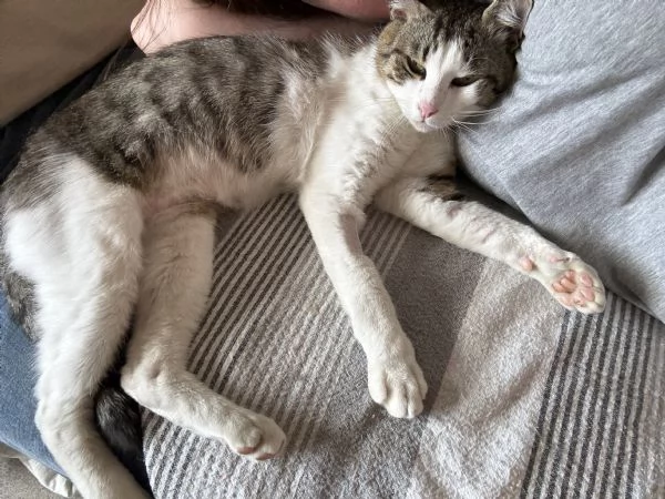 Gatto dolcissimo cerca casa! | Foto 1