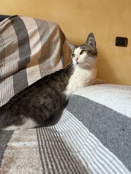 Gatto dolcissimo cerca casa!