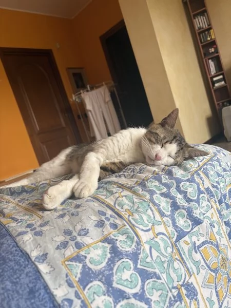 Gatto dolcissimo cerca casa! | Foto 0