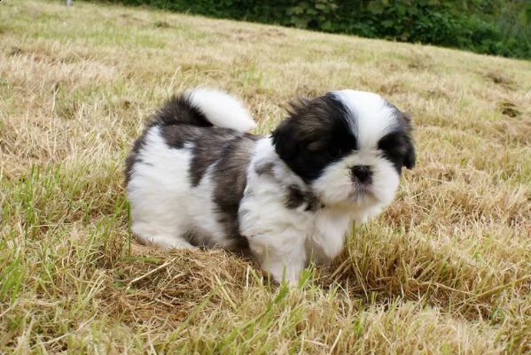 regalo cuccioli di shitzu