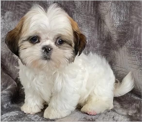 cuccioli di shih tzu