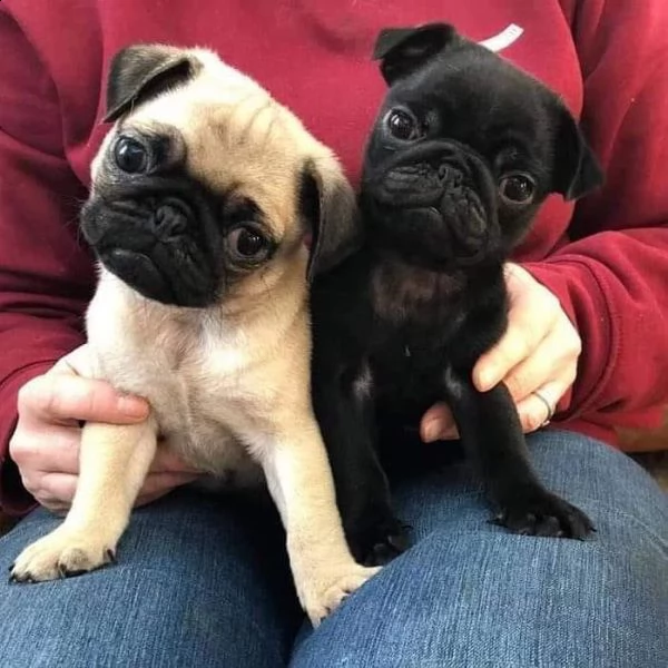 siamo così adorabili alla ricerca della nostra nuova casa che siamo 