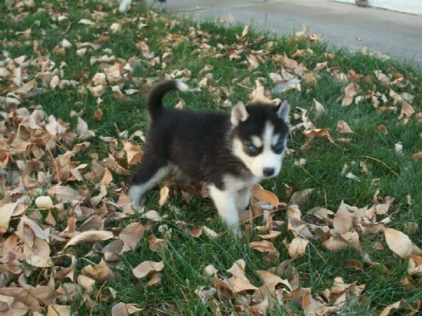 cuccioli di husky siberiano con occhi azzurri