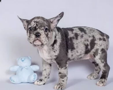 cucciolo di bulldog francese