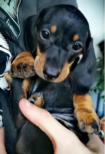 cuccioletto di pincher nano