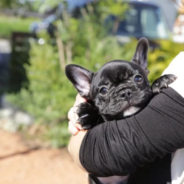 cucciolo bulldog francese | Foto 2