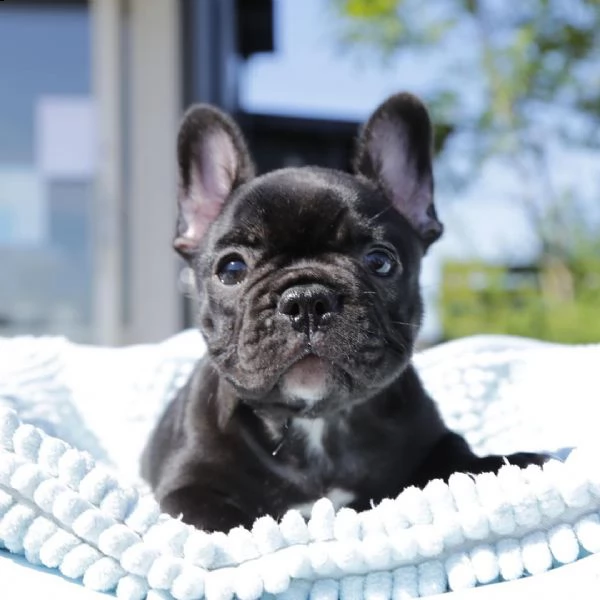 cucciolo bulldog francese | Foto 1