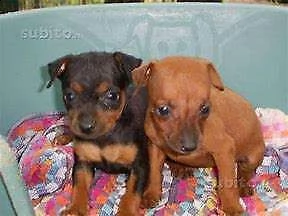 cucciolo di pincher mini toy eccellentissimo amorevolissimo e originalissimo 