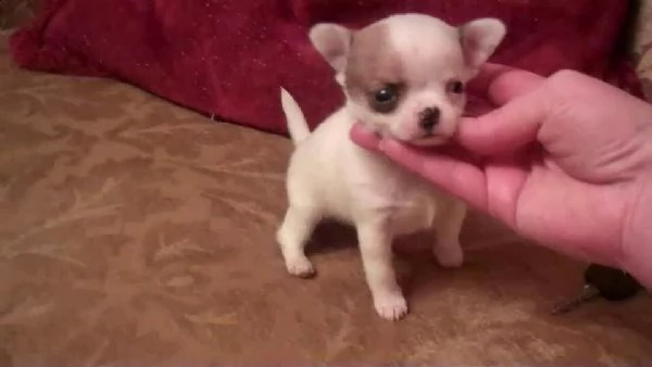 cedo cucciolo di pincher chiwawa mini toy buonissimo bravissimo 