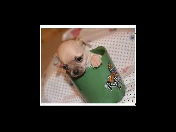 cucciolo di pincher chiwawa mini toy sanissimi inteligentissimi