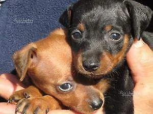 cediamo cucciolo di pincher mini mini toy eccellentissimi amorevolissimo