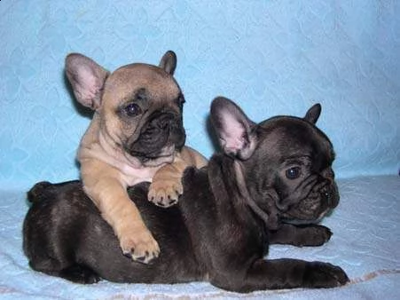 disponibili cuccioli bulldog francese originali affettuosissimi 
