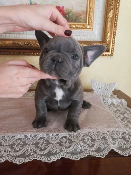  bulldog francese ..... bulldog francese 
