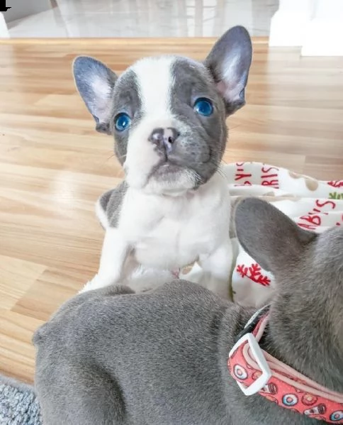 eccellente cucciolata di bulldog francese blu | Foto 0