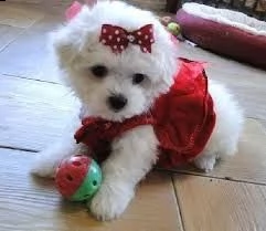 due cuccioli maltesi di prima classe disponibili