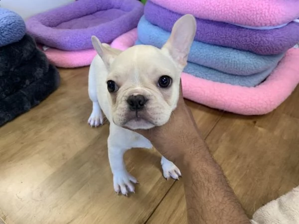 cuccioli di bulldog francese pronti per l'adozione