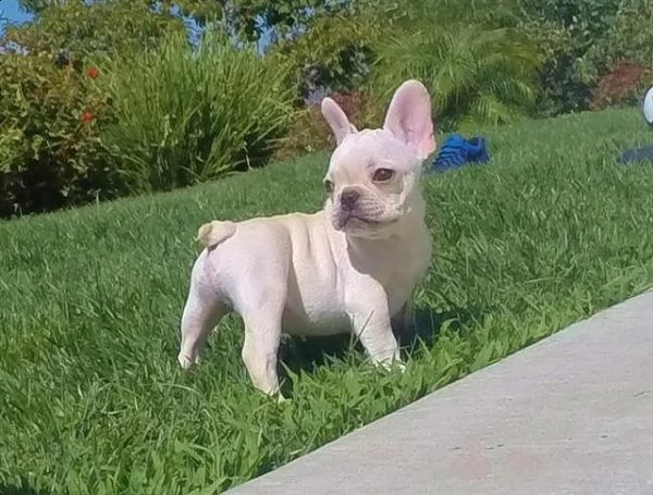 cuccioli di bulldog francese pronti per l'adozione | Foto 1
