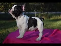 cuccioli di bulldog francese pronti per l'adozione | Foto 0