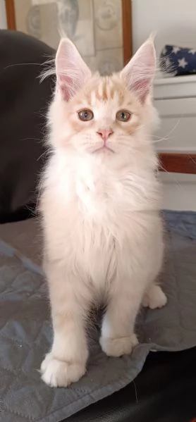 Cuccioli di Maine Coon  | Foto 2