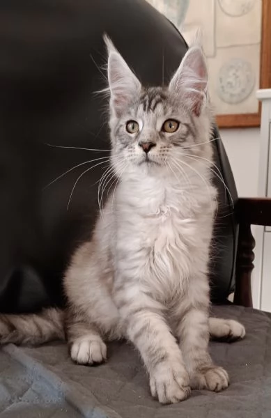Cuccioli di Maine Coon  | Foto 1