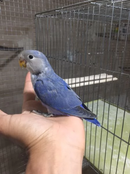 meet my very intelligent parrot | Foto 0