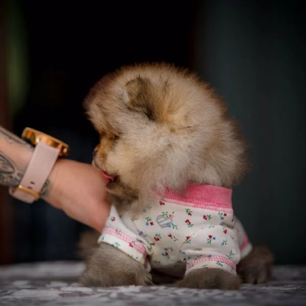 conoscere il mio bel cucciolo.