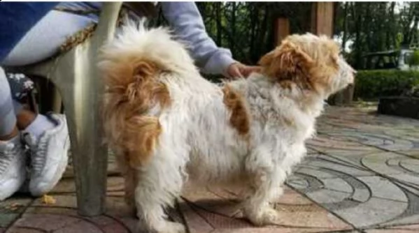 incontra il mio cucciolo gigante