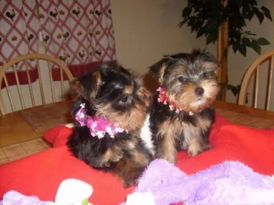 cuccioli di yorkshire terrier disponibili