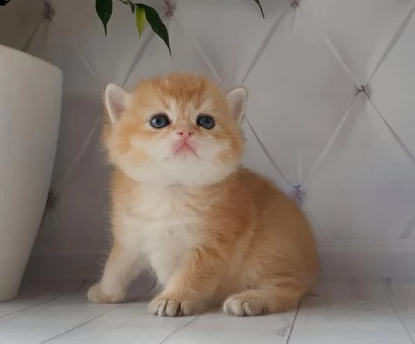 splendidi gattini british shorthair. | Foto 2