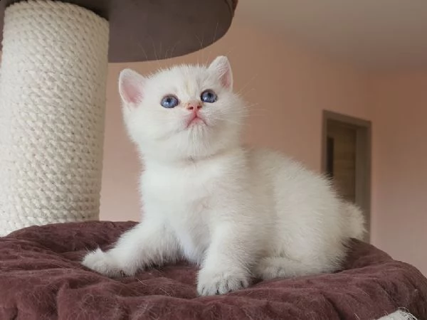 splendidi gattini british shorthair. | Foto 1