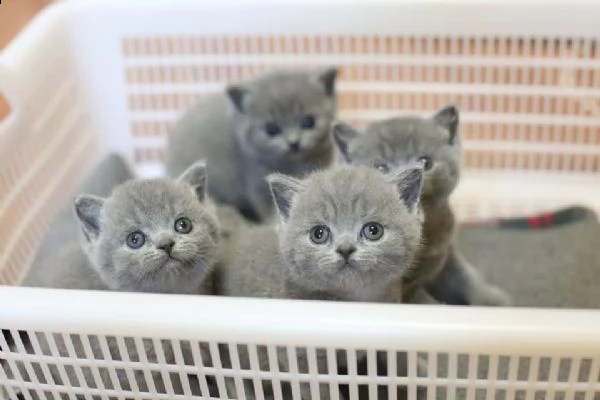 splendidi gattini british shorthair.