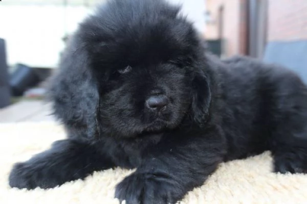 cuccioli di terranova disponibili | Foto 2