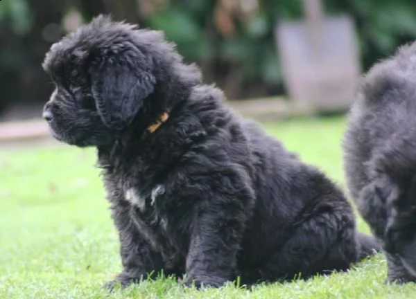 cuccioli di terranova disponibili | Foto 1