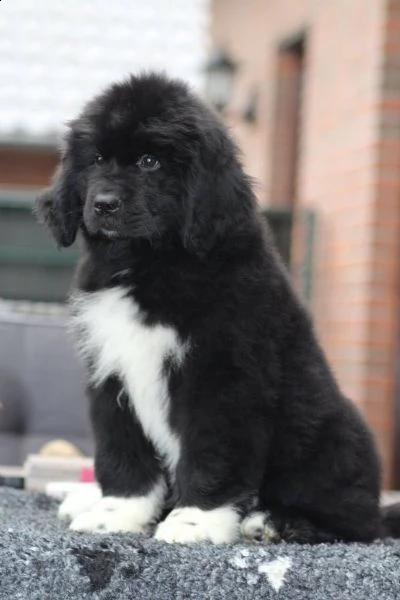 cuccioli di terranova disponibili | Foto 0