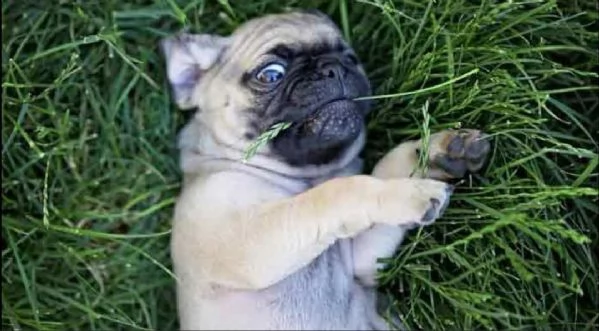 regalo cuccioli di calino