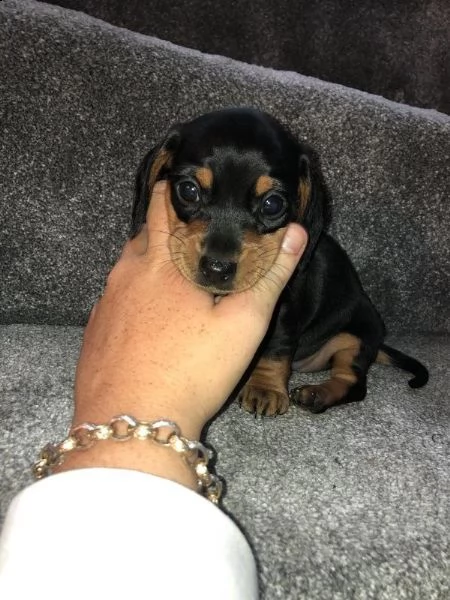  adorabili cuccioli bassotto femminucce e maschietti disponibili | Foto 0