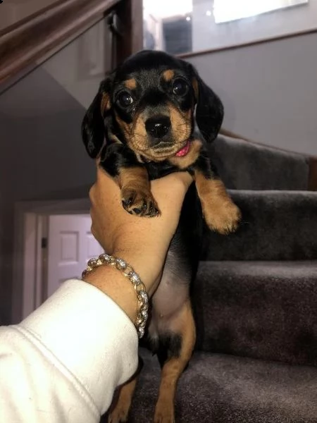  adorabili cuccioli bassotto femminucce e maschietti disponibili