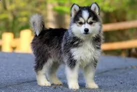 regalo husky / pomeranian, mix, maschio e femmina (pomsky)  amichevole e ha un grande temperamento a
