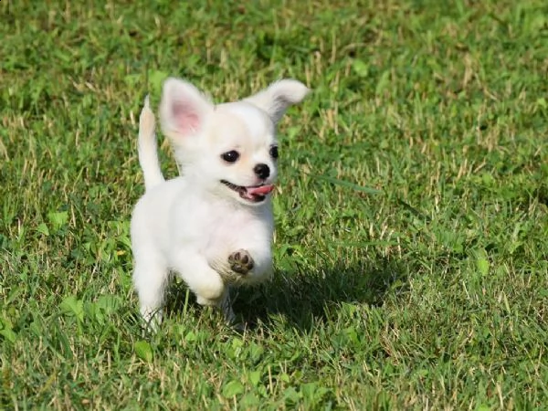  vendita cucciolo chihuahua con pedigre toy e mini toy