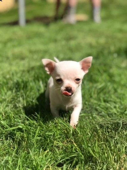 chihuahua toy | Foto 1