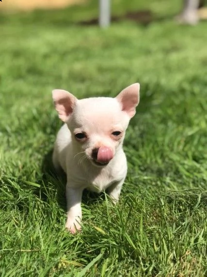 chihuahua toy | Foto 0