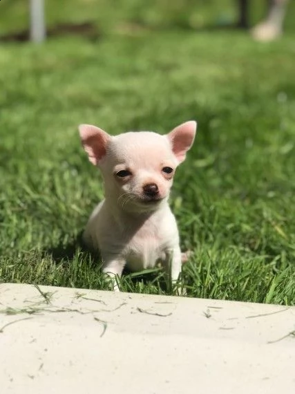 chihuahua toy