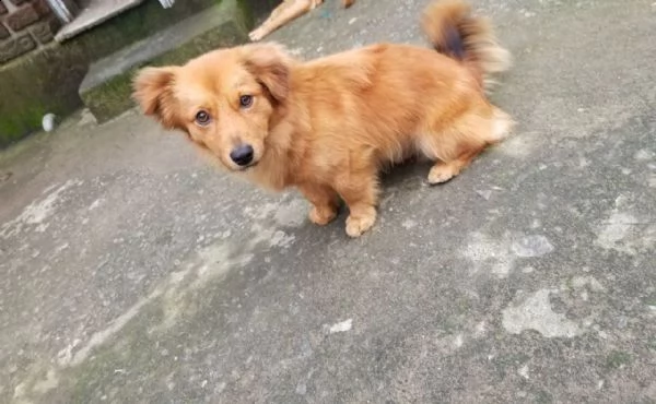 regalo cucciolo da volontario | Foto 0