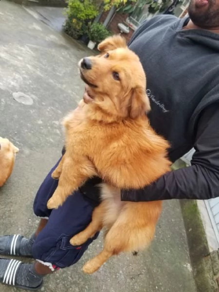 regalo cucciolo da volontario