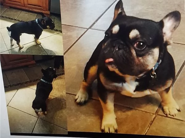 regalo bulldog francese cuccioli disponibile....