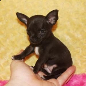 regalo chihuahua mini toy tutti miei nati in casa da genitori sempre di mia proprietà e tranquillame